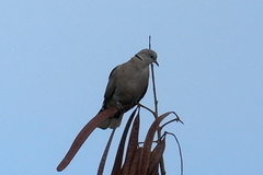 Streptopelia tranquebarica humilis