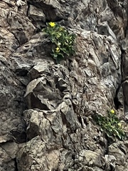 Eucnide bartonioides