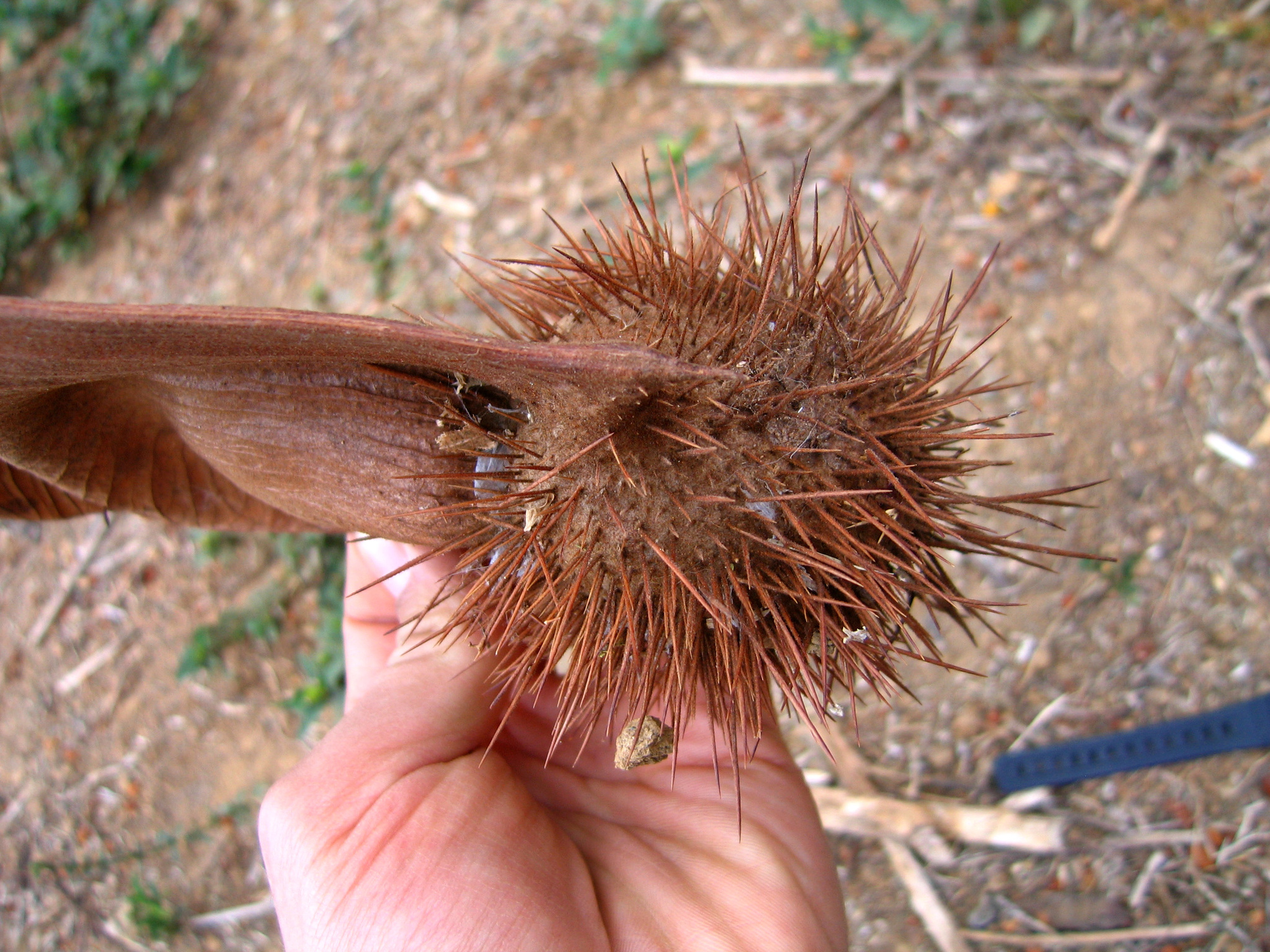 Centrolobium ochroxylum image