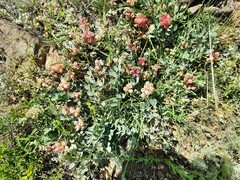 Astragalus calycinus