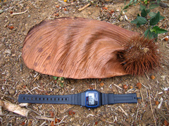 Centrolobium ochroxylum