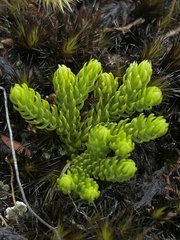 Phlegmariurus
