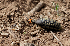 Trichomeloe sericellus