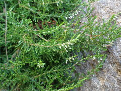 Calluna vulgaris
