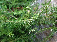 Calluna vulgaris