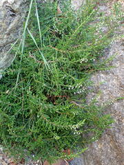 Calluna vulgaris