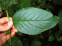 Centropogon granulosus