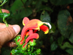 Centropogon granulosus