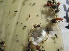 Formica integra