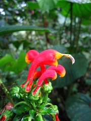 Centropogon granulosus