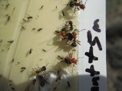 Formica integra