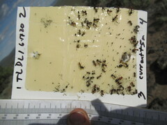 Formica integra