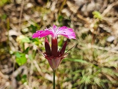 Dianthus capitatus