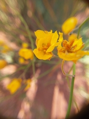 Senna aphylla