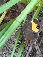 Tisiphone abeona abeona