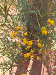 Senna aphylla