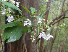 Prostanthera lasianthos