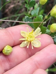 Clematis pauciflora