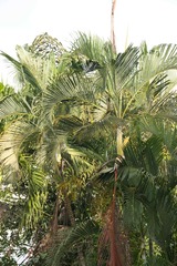 Dypsis lutescens