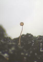 Cribraria microcarpa