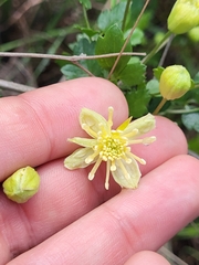 Clematis pauciflora