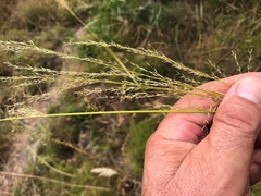 Austrostipa ramosissima