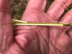 Austrostipa ramosissima