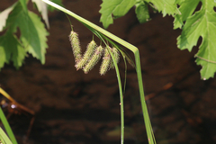 Carex fascicularis