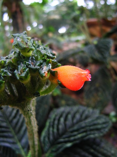 Gasteranthus bilsaensis