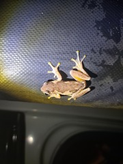 Litoria quiritatus