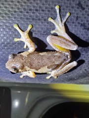 Litoria quiritatus