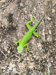 Anolis biporcatus
