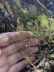 Eupatorium leptophyllum