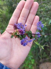 Ceanothus tomentosus