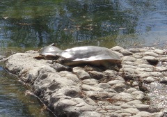 Apalone spinifera emoryi