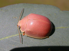 Paropsisterna crocata