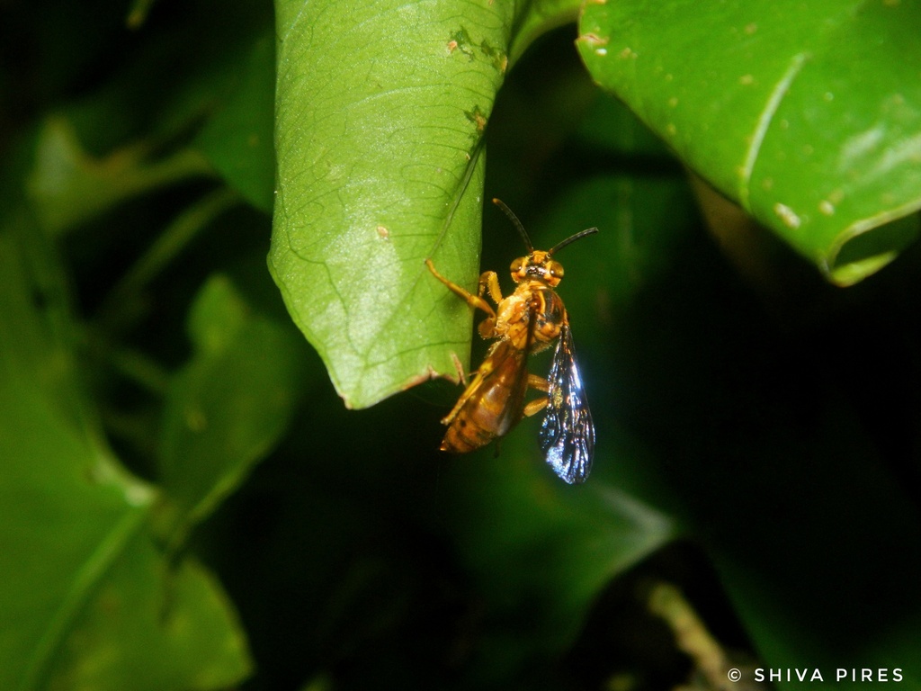 Nanorhathymus acutiventris