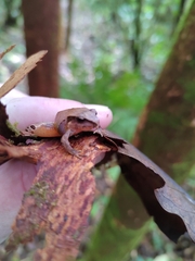 Craugastor podiciferus