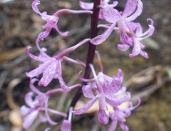 Dipodium roseum