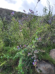 Ceanothus tomentosus