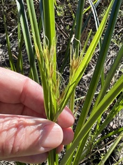 Rhynchospora inundata