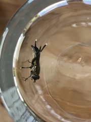 Orthoprosopa bilineata