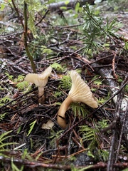 Ampulloclitocybe