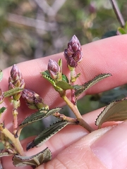 Ceanothus tomentosus