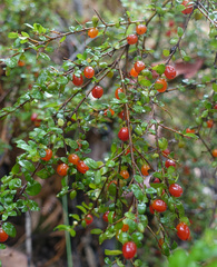 Coprosma quadrifida
