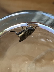 Orthoprosopa bilineata