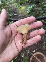 Ampulloclitocybe
