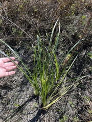 Rhynchospora inundata