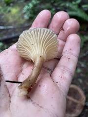 Ampulloclitocybe