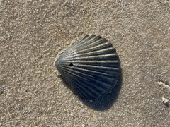 Argopecten